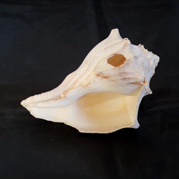 Large Conch Seashell/ real 5" shell - Picture 4 of 6